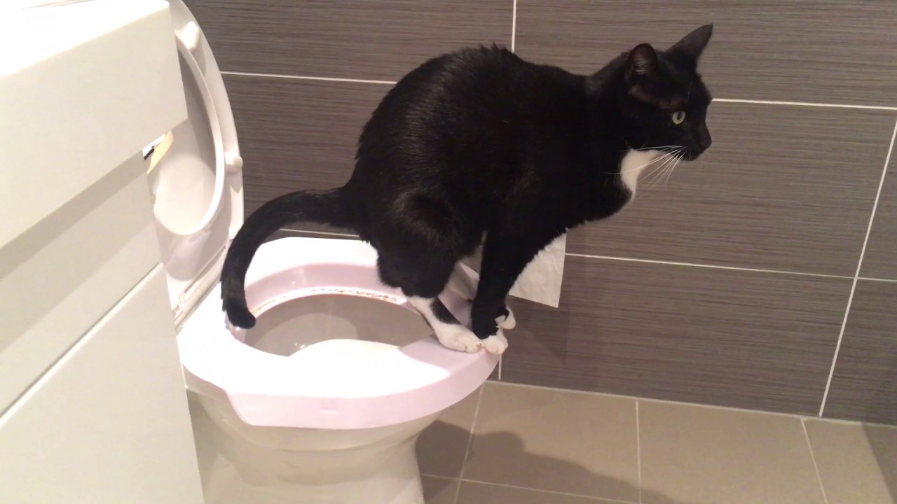 Can We Put Cat Poop In The Toilet The Vistek